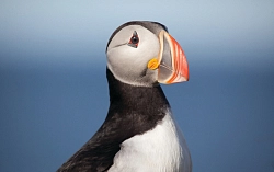 Экспедиционный круиз в Исландию на судне Le Bellot «Загадочная Исландия», 8 дней рис.4