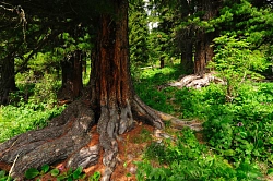 Комбинированный тур на Алтае «Навстречу к Сурдинским озёрам» рис.3