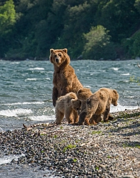 Combined tour to Kamchatka «The Land of Bears and Volcanoes» рис.5