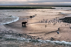 Экспедиционный круиз по Камчатке, Командорским островам и Чукотке «Сокровища Дальнего Востока» на судне «Профессор Хромов» рис.2