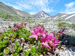 Combined tour to Kamchatka «The Land of Bears and Volcanoes» рис.3