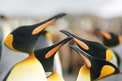 Экспедиционный круиз на Южную Георгию, Фолклендские острова и Антарктический полуостров на борту теплохода Plancius рис.4