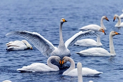 Комбинированный тур на Алтай «Зимняя сказка Алтая» рис.3