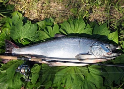 Комбинированный тур на Камчатку «Рыбалка на чавычу на реке Большая» рис.4