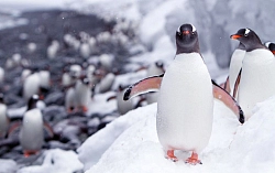 Экспедиционный круиз в Антарктику «Фолклендские острова, Южная Георгия и Антарктида» на судне ледового класса Ortelius рис.4