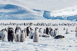 Активный тур в Антарктиду «Полет на Южный полюс и посещение колонии императорских пингвинов» рис.2