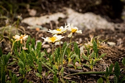 Треккинг на Алтае «Мультинские озера» рис.5