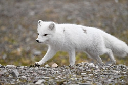Экспедиционный круиз на Землю Франца–Иосифа и Шпицберген «Дорогами первопроходцев», 14 дней рис.5