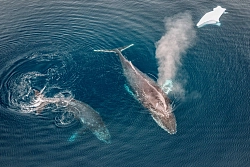 Экспедиционный круиз на мега-яхте SH Minerva «Эхо морей. Фантастическое путешествие из Антарктиды в Новую Зеландию» рис.2