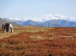 Пеший тур на Алтай «Теректинский: тропой древнего хребта» рис.5