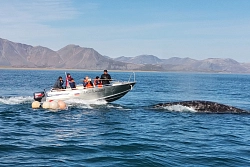 Экспедиция на Чукотку «Путешествие по краю Земли: мыс Дежнёва и киты Берингова моря» рис.2