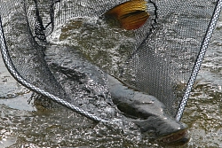 Сплав на катамаранах с мотором и рыбалка в Якутии на реке Амга рис.5