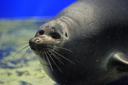 Комбинированный тур на Байкале «Новогодние каникулы на Байкале, 3 дня» рис.3