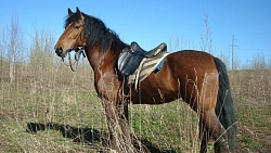 Конный тур в Костромскую область «Мир, покоренный лошадьми» рис.2