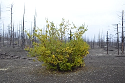 Активный тур на Камчатку «Камчатская мозаика. «Толбачинский дол» и сплав по реке Быстрая» рис.3