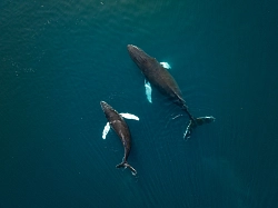Парусная экспедиция в Восточную Гренландию на судне Eldorado (11 дней) рис.2