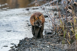Экспедиционный тур по Колымской трассе в Якутии и Магаданской области  «Якутск – Оймякон – Магадан» (лето) рис.3