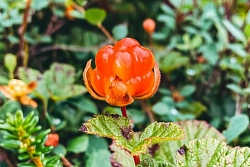 Тур на багги на Кольском полуострове «Русская Лапландия» рис.4