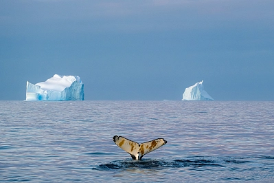 Парусная экспедиция к Антарктическому полуострову на судне Scorpius (с однократным перелетом через пролив Дрейка) (Ушуайя – Пунта-Аренас) рис.1