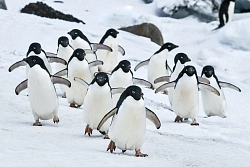 Экспедиционный круиз в Антарктику «Большое Южное путешествие» на мега-яхте класса «люкс» Le Boreal рис.5