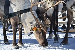 Этнографический тур на Ямале «День оленевода в Аксарке» рис.4