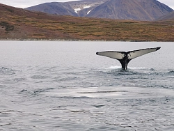 Expedition to Chukotka «Tour to the edge of the Earth: Cape Dezhnev and the whales of the Bering Sea» рис.3