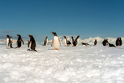 Парусная экспедиция к Антарктическому полуострову на судне Scorpius (с перелетом через пролив Дрейка) рис.4