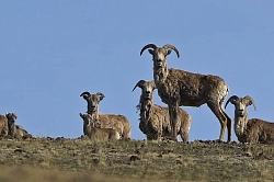 Комбинированный тур на Алтае «Хозяин Небесных Гор» рис.2