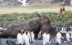 Экспедиционный круиз в Антарктику «Южная Георгия, Фолклендские острова и Антарктида» на судне ледового класса Hondius (20 дней) рис.3