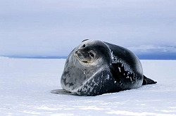 Экспедиционный круиз к Антарктическому полуострову «Море Уэдделла» на борту роскошного ледокола Le Commandant Charcot (14 дней) рис.2