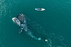 Экспедиционный тур на Шантарские острова «Встреча с китами в бухте Врангеля» рис.2