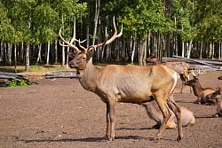 Комбинированный тур на Алтае «Алтай-драйв» рис.2