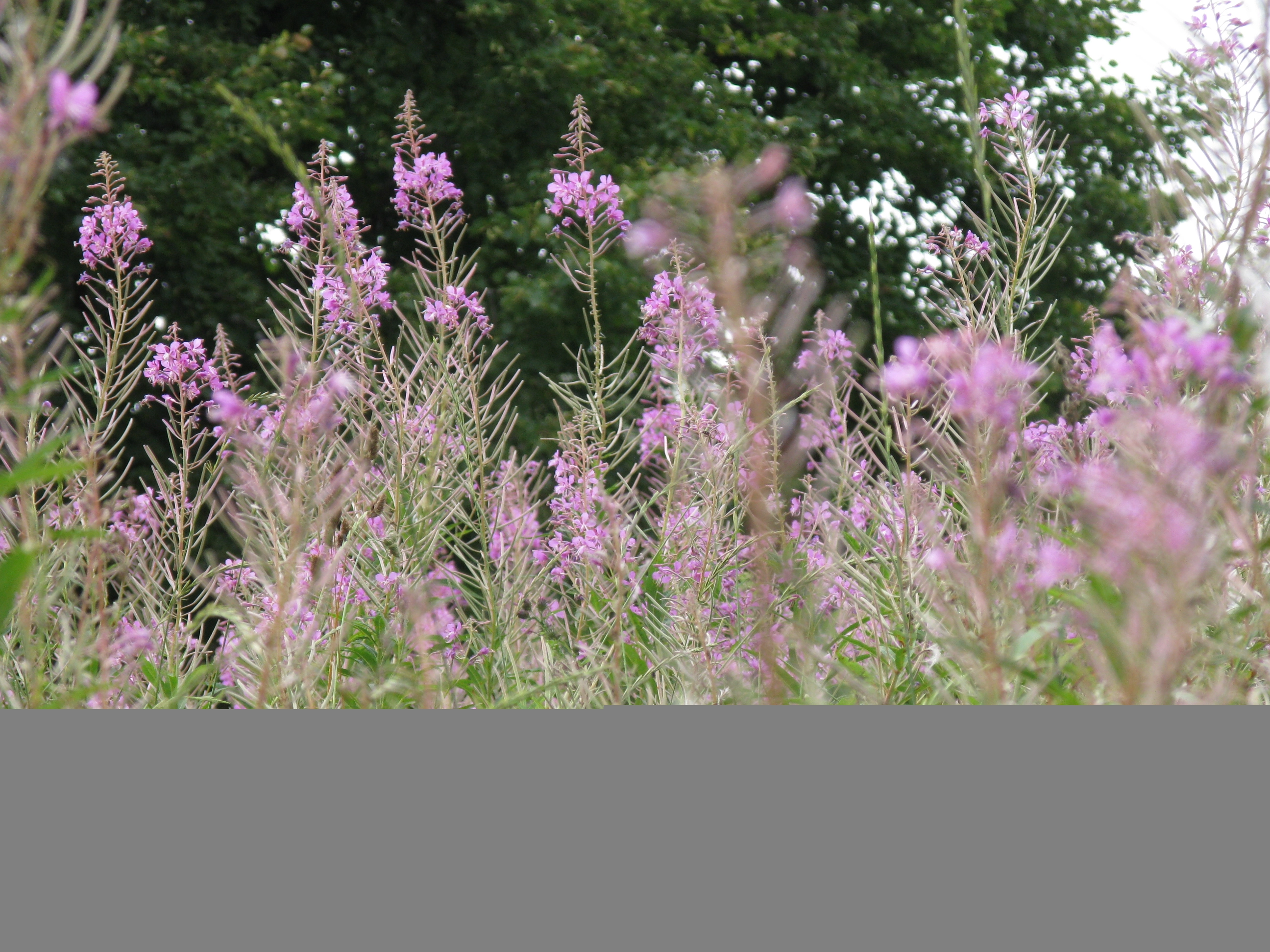 Сплав на байдарках по реке Тьма в Тверской области рис.5