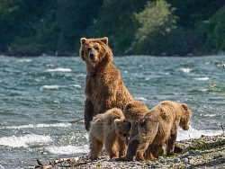 Комбинированный тур на Камчатку «Фотоохота. Медведи-рыбаки» рис.3