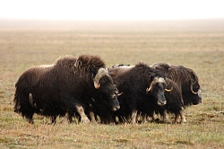 Экспедиционный круиз на Чукотку на остров Врангеля на судне «Академик Шокальский» рис.4