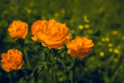 Треккинг на Алтае «Мультинские озера» рис.3