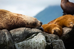 Экспедиционный круиз с посещением Командорских островов на судне «Академик Шокальский». «Короткое путешествие» рис.2