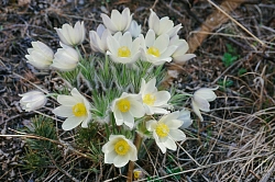 Круиз по Байкалу на теплоходе «Александр Великий» (поселок Листвянка – поселок Листвянка) «Пробуждение Байкала» (7 дней) рис.3