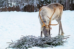Активно-экскурсионный тур в Якутии «Оймякон + Этнофестиваль «Полюс Холода»»  + Ленские столбы» рис.2