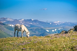 Конный тур на Алтае «Пять дней в седле» рис.3