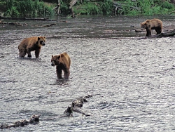 Комбинированный тур на Камчатку «Медведи и лучшее на Камчатке» рис.5