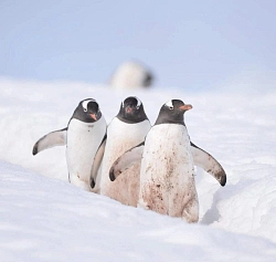 Экспедиционный круиз к Антарктическому полуострову «Пересекая полярный круг» с посещением моря Уэдделла на борту теплохода Plancius рис.3