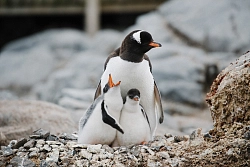 Экспедиционный круиз к Антарктическому полуострову «Антарктида и Южный полярный круг. Путешествие на Крайний Юг» на судне «Си Спирит» рис.5