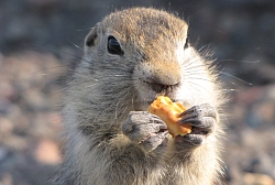 Комбинированный тур на Камчатку «Камчатская мечта» рис.4