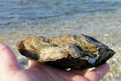 Экскурсионно-активный тур на Сахалин и Курильские острова «Сахалин – Итуруп (эконом)», 7 дней рис.4