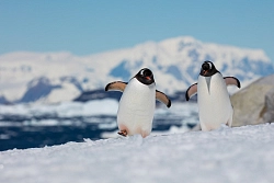 Экспедиционный круиз к Антарктическому полуострову «Мир айсбергов и пингвинов» на судне «Си Спирит» (11 дней) рис.3