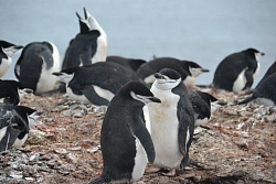 Экспедиционный круиз в Антарктиду на борту теплохода Ocean Nova (с перелетом через пролив Дрейка) рис.4