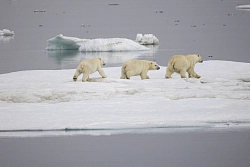 Экспедиционный круиз на Чукотку на остров Врангеля на судне «Академик Шокальский» рис.3