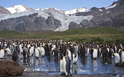 Экспедиционный круиз в Антарктику «Южная Георгия, Фолклендские острова и Антарктида» на судне ледового класса Hondius рис.3