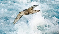 Экспедиционный круиз к Антарктическому полуострову на борту судна ледового класса Magellan Explorer (с перелетом через пролив Дрейка) рис.3